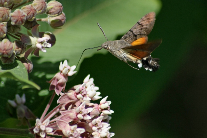macroglossum stellatarum